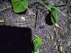 Invertebrate iridescent virus 31