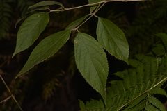 Callicarpa pedunculata