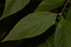 Callicarpa pedunculata
