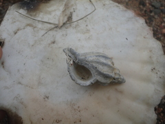 Boreotrophon candelabrum