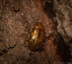 Rhyparida brevilineata