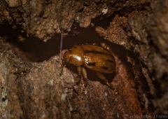 Rhyparida brevilineata