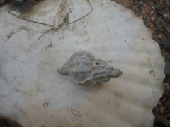 Boreotrophon candelabrum