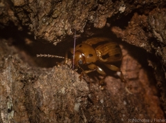 Rhyparida brevilineata