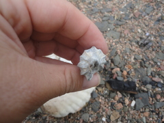 Boreotrophon candelabrum