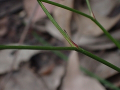Caesia parviflora parviflora
