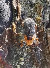 Xanthoderopygus didymus