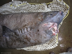 Greenland Shark photo 5
