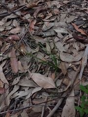 Caesia parviflora parviflora