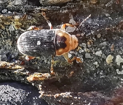Xanthoderopygus didymus