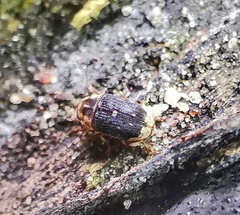 Xanthoderopygus didymus