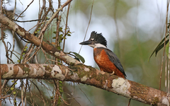 Ringed Kingfisher photo 1