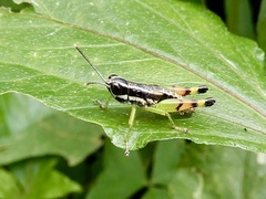 Chitaura indica