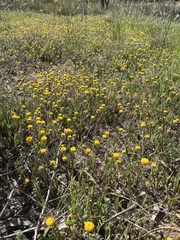 Asteridea athrixioides