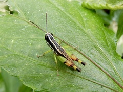 Chitaura indica