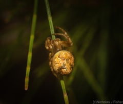 Salsa brisbanae