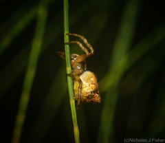 Salsa brisbanae