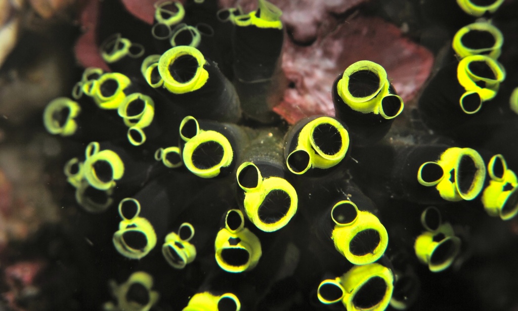 Social Tunicate
