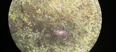 Argya affinis