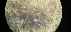 Argya affinis