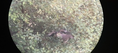 Argya affinis