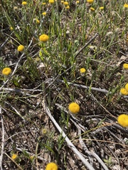 Asteridea athrixioides