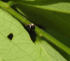 Coptosoma variegatum