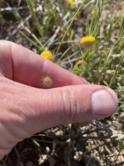 Asteridea athrixioides