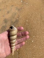 Turritella attenuata