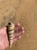 Turritella attenuata - Photo (c) cgbolas, some rights reserved (CC BY-NC), uploaded by cgbolas