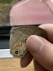 Lethe syrcis
