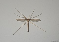 Tricyphona