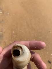 Turritella attenuata