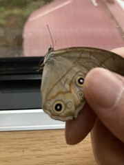 Lethe syrcis