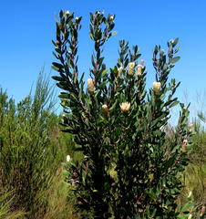 Protea mundii