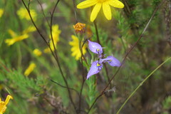 Moraea algoensis