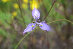 Moraea algoensis