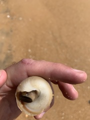 Turritella attenuata