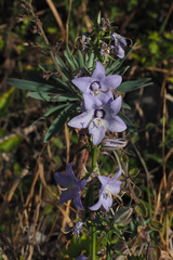 Campanula versicolor