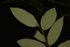 Diospyros pentamera