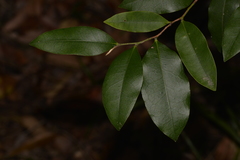 Diospyros pentamera