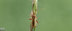 Stenotus rubrovittatus