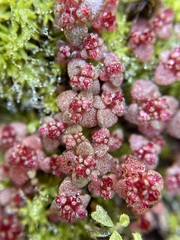 Crassula umbellata