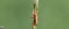 Stenotus rubrovittatus