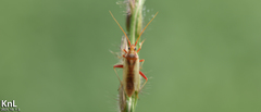 Stenotus rubrovittatus