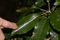 Sarcomelicope simplicifolia