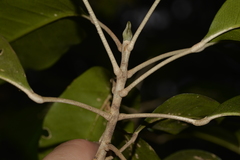 Sarcomelicope simplicifolia