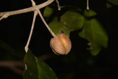 Sarcomelicope simplicifolia