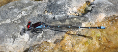 Argia cuprea