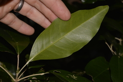 Sarcomelicope simplicifolia